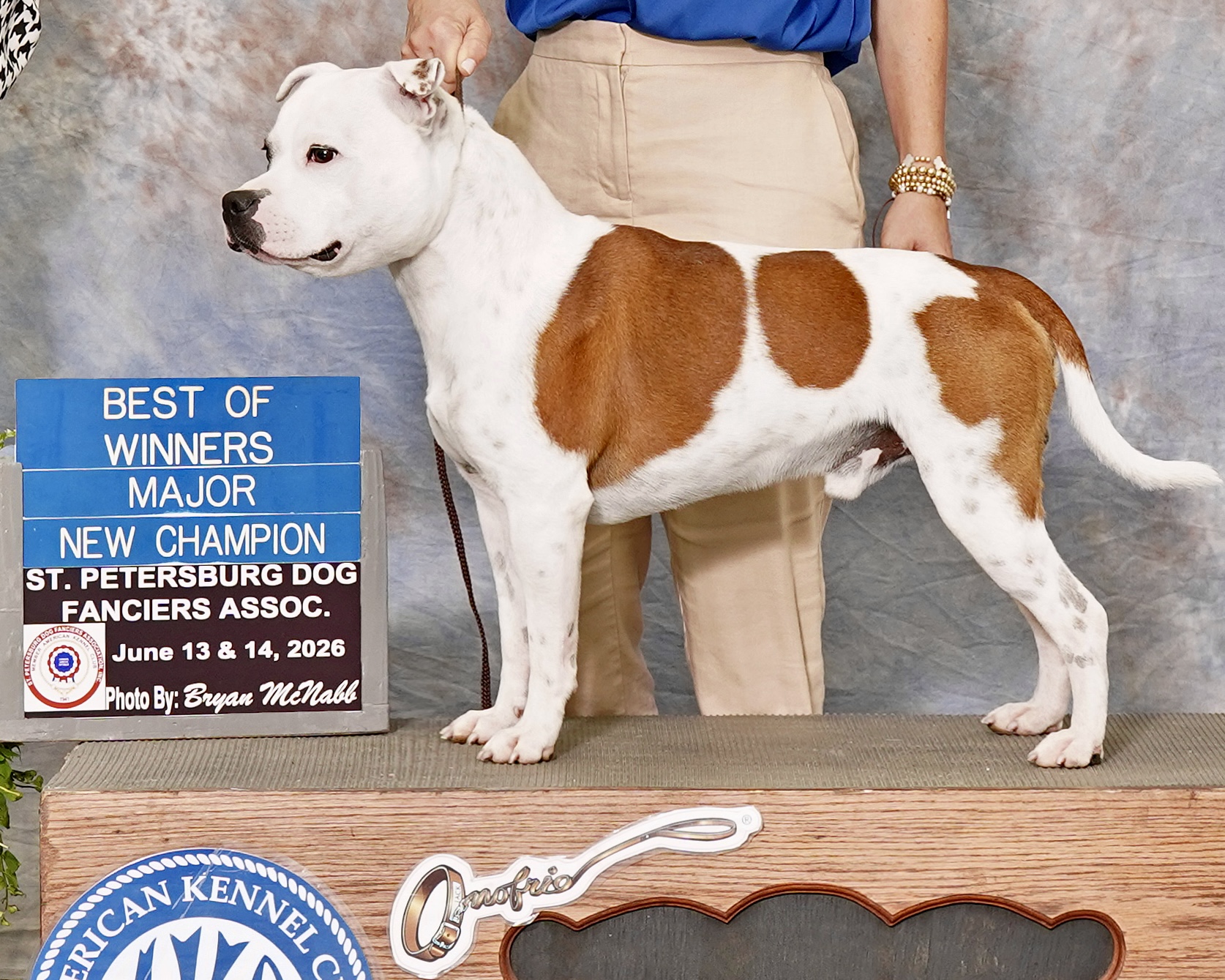 Rocky earning his AKC Championship