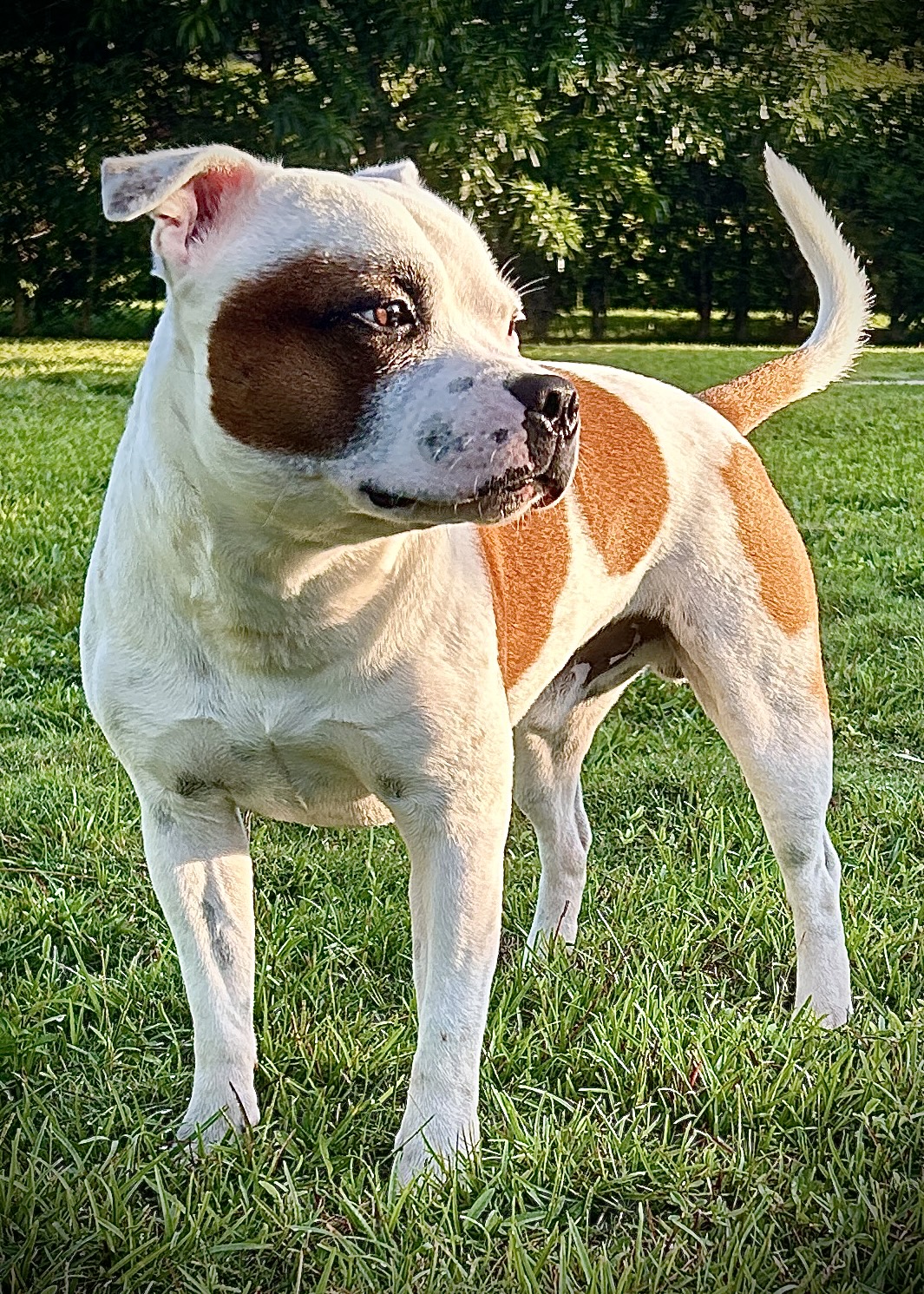 Rocky, a white and red pied Staffordshire Bull Terrier standing outdoors