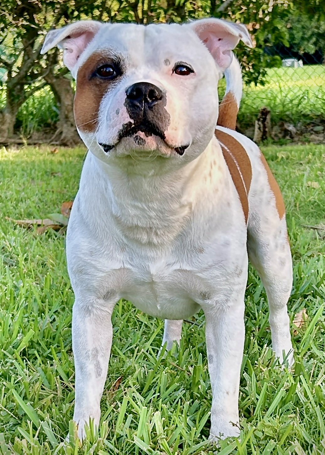 Rocky, a white and red pied Staffordshire Bull Terrier standing outdoors