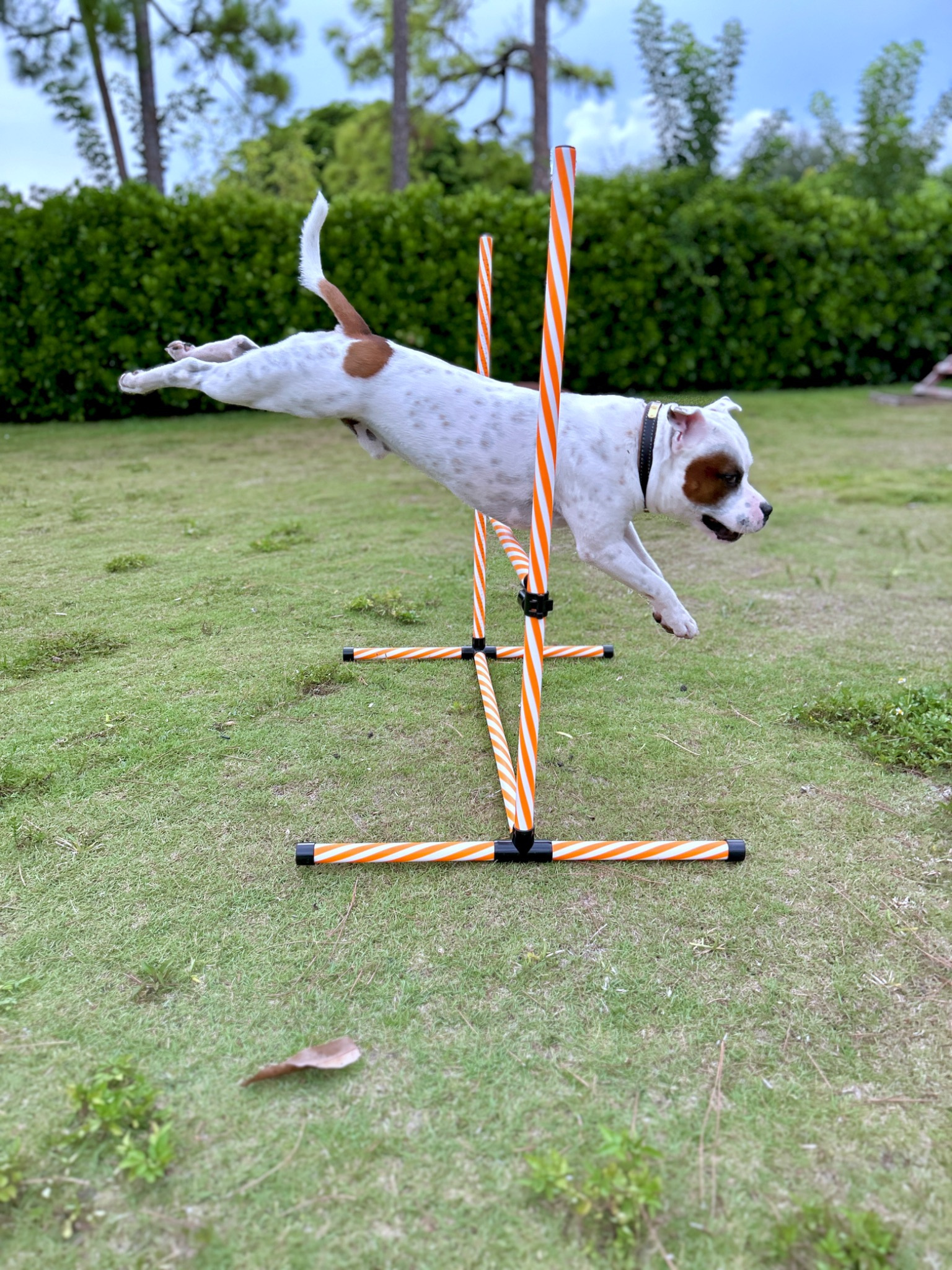 Rocky jumping a hurdle