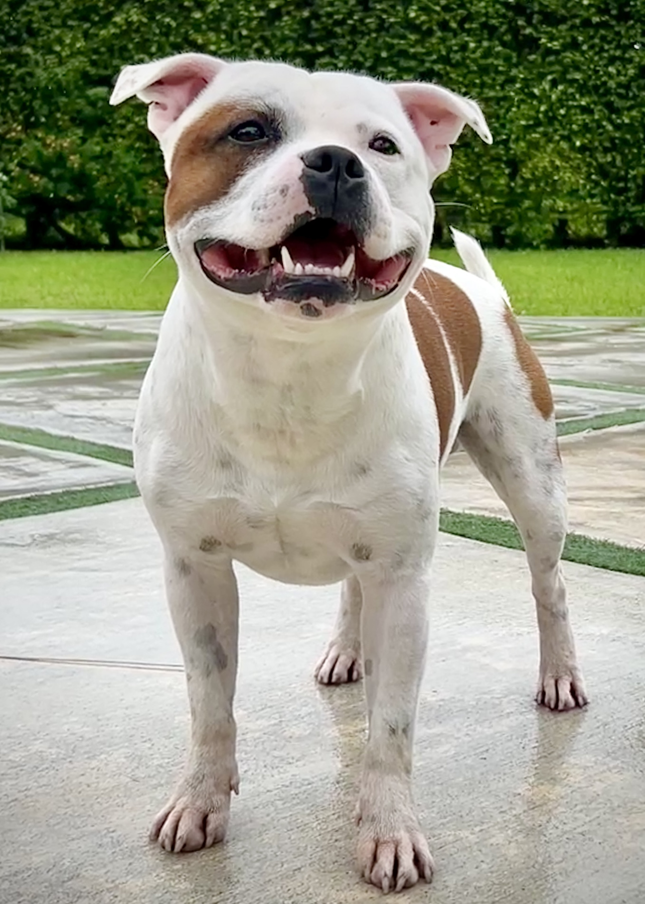 Rocky, a Staffordshire Bull Terrier