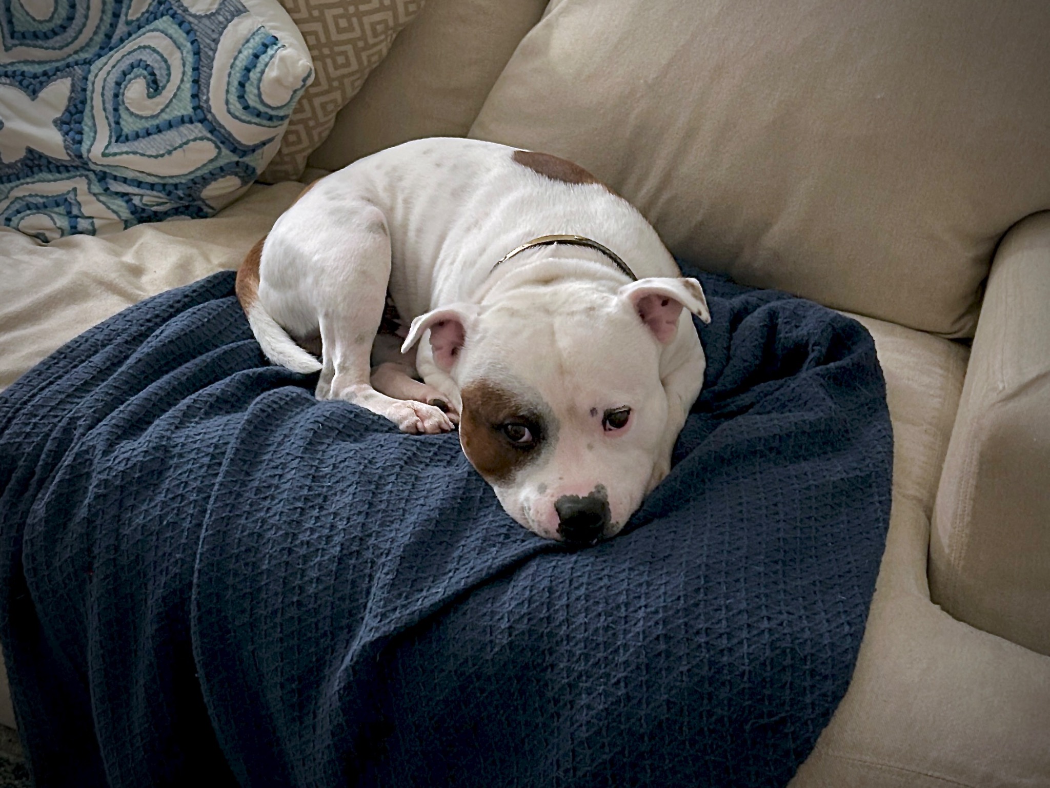 Rocky relaxing on a navy blanket