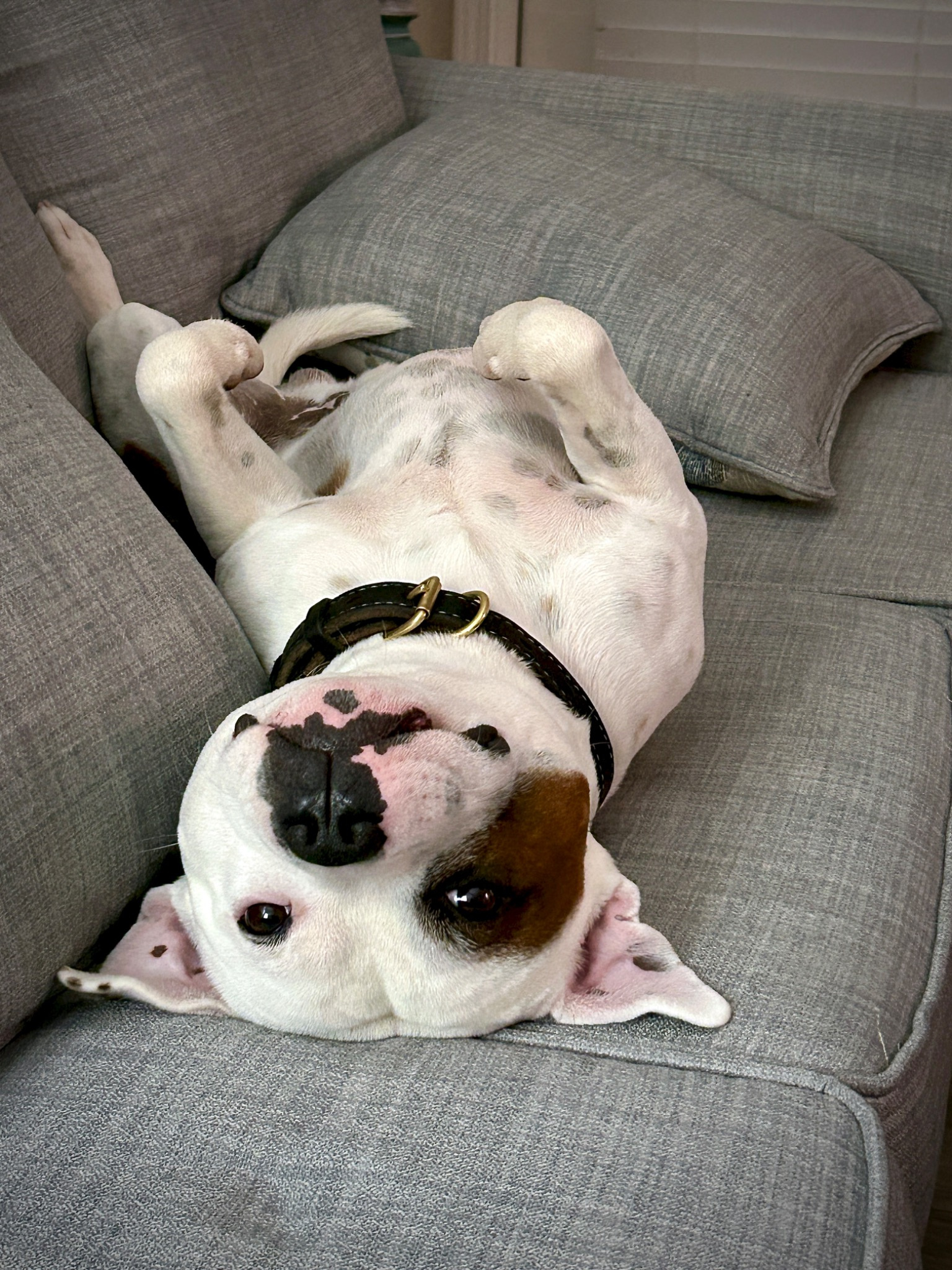 Rocky relaxing at home