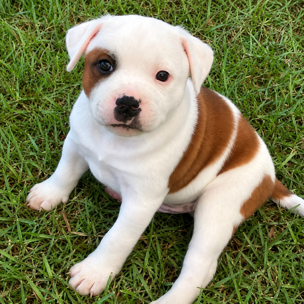 Rocky as a puppy