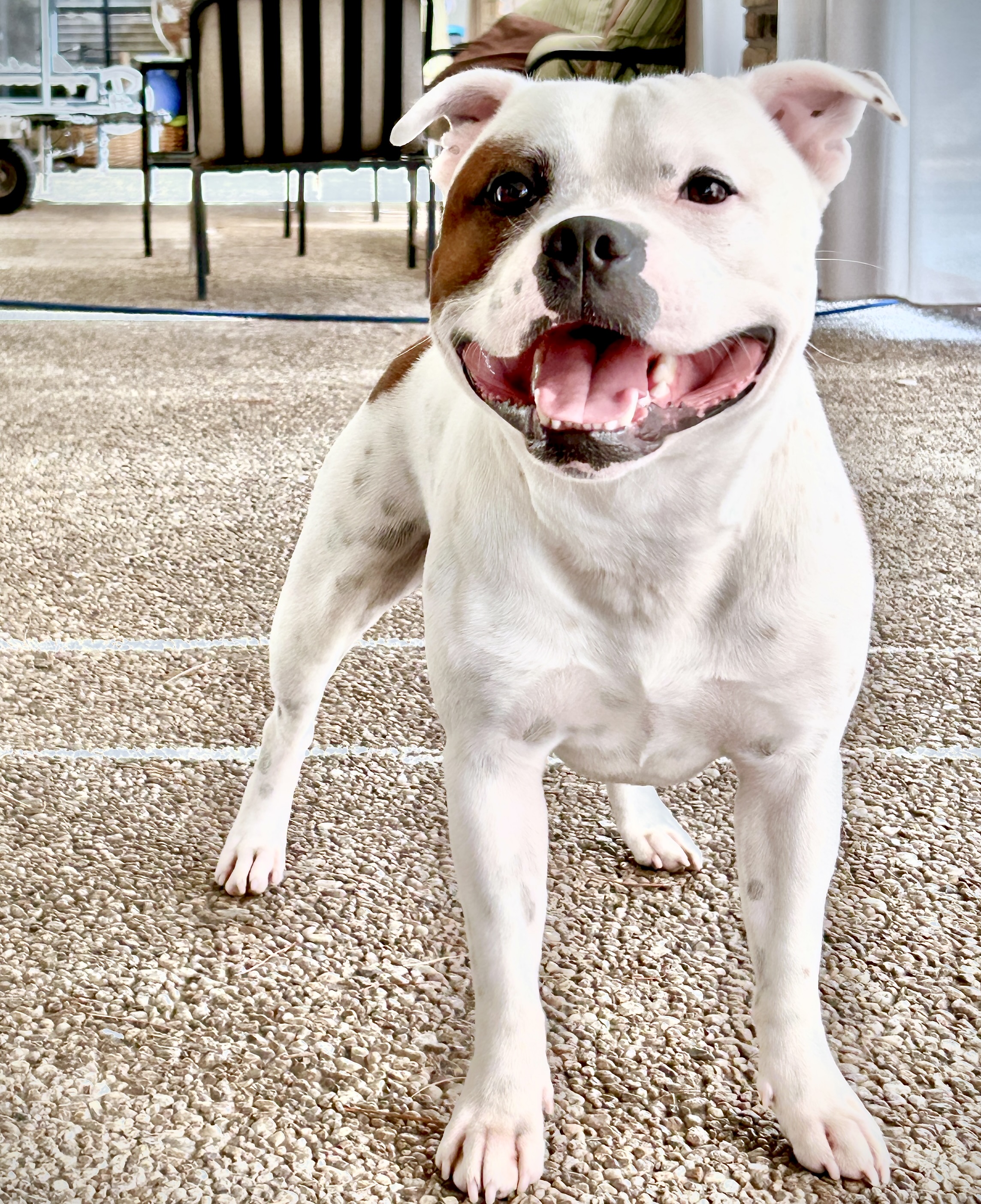 Rocky, a Staffordshire Bull Terrier