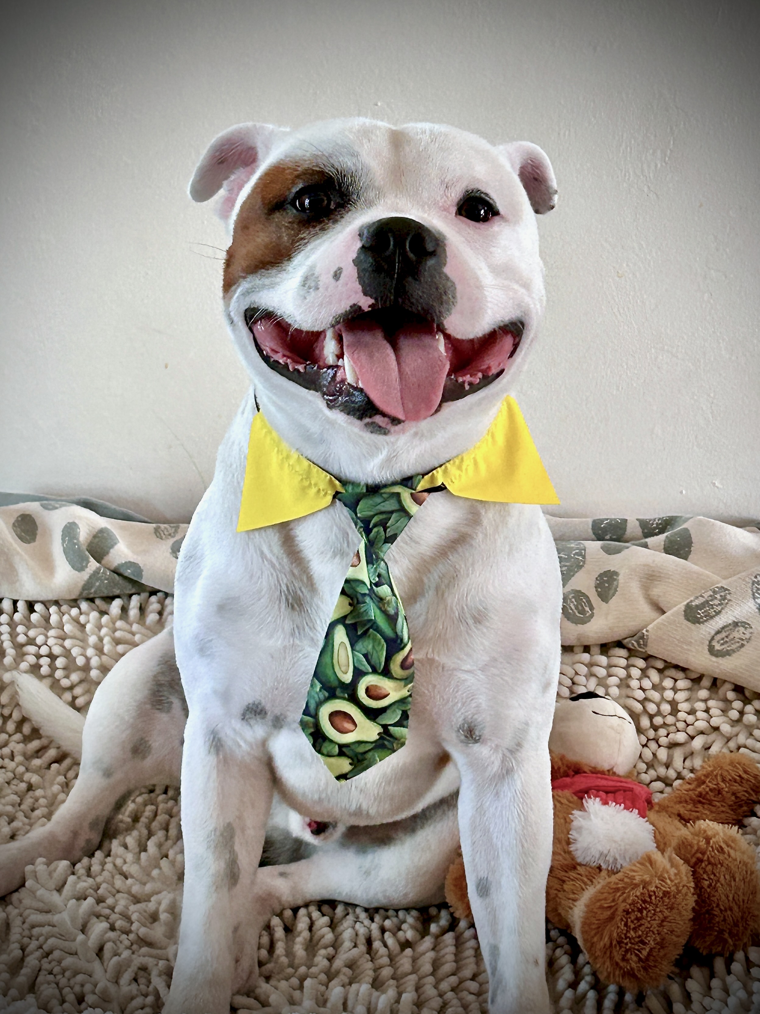 Rocky wearing his avocado tie